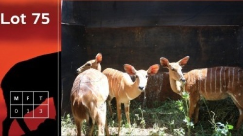 3X Njala V/F:3 Lourens Massyn (Per Piece to take the lot/Per stuk om lot te neem)
