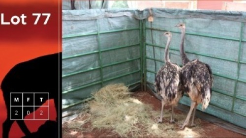 2X Vol M:2 Bharoeg Wildlife Services (Per Piece to take the lot/Per stuk om lot te neem)