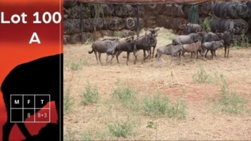 8+3X Blouwildebeeste V/F:8 TWS (Per Piece to take the lot/Per stuk om lot te neem)
