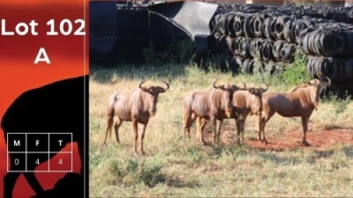 4X Gouewildebees V/F:4 Vtv Bemarking (Pty) Ltd & Anelbri (Pty) Ltd (Per Piece to take the lot/Per stuk om lot te neem)