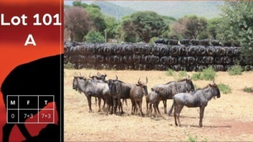 7+3X Blouwildebeeste V/F:7+3 Kameelhoek Game Ranch (Pty) Ltd (Per Piece to take the lot/Per stuk om lot te neem)