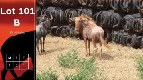 1X Gouewildebeeste M:1 Anelbri (Pty) Ltd