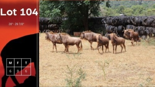 6X Gouewildebees M:6 Vtv Bemarking (Pty) Ltd (Per Piece to take the lot/Per stuk om lot te neem)