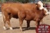 1X SIMMENTALER Etna FEMALE TOVERBERG