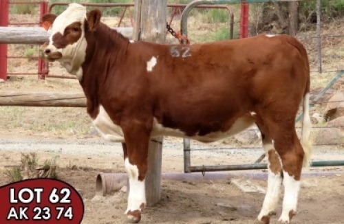 1X SIMMENTALER AK2374 (ET) FEMALE TOVERBERG