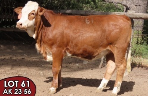 1X SIMMENTALER Gretel (TW) FEMALE TOVERBERG