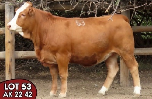 1X SIMMENTALER Anna (AI) FEMALE TOVERBERG