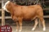 1X SIMMENTALER Anna (AI) FEMALE TOVERBERG