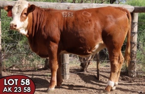 1X SIMMENTALER Gretz (AI) FEMALE TOVERBERG
