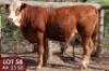1X SIMMENTALER Gretz (AI) FEMALE TOVERBERG