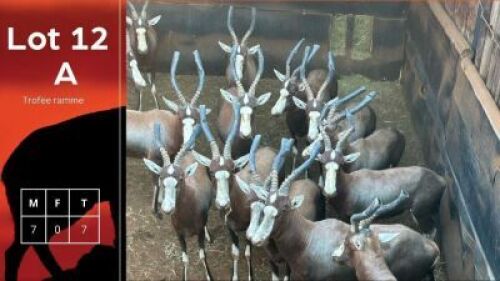 7X Blesbokke HM Steenkamp (Per Piece to take the lot/Per stuk om lot te neem)