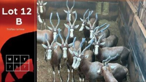7X Blesbokke HM Steenkamp (Per Piece to take the lot/Per stuk om lot te neem)