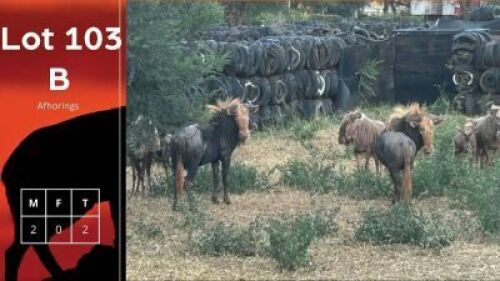 2X Gouewildebees + Koningswildebees M:2 Anelbri (Pty) Ltd (Per Piece to take the lot/Per stuk om lot te neem)