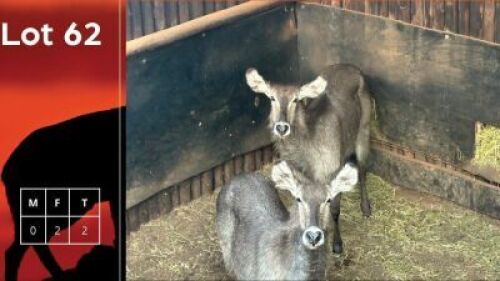 2X Waterbokke V/F:2 Pikkie (Per Piece to take the lot/Per stuk om lot te neem)