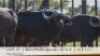 1X BUFFELBUL /BUFFALO BULL 36 4/8" SCI: 115