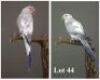 1-1 '19 Ringneck: Violet Blue ADM.Pied x Violet Blue ADM.Pied - Wynand Bezuidenhout