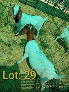 2X Boergoat Doe Nkarabang Nkarabang