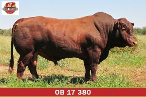 LOT 5 - OB 170380 SP - BONKA BONSMARA (PTY) LTD