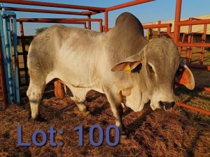 1X Brahman Bull 1733 4591 Sandveld Beef Station