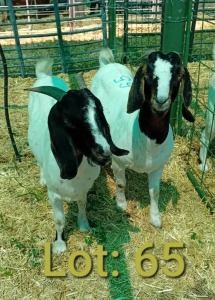 2X Boergoat Doe Nkarabang Nkarabang