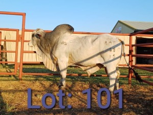 1X Brahman Bull 1486 5154 Sandveld Beef Station