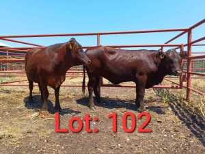 2X Red cattle Heifer 1885 4143/1885 4220 Jaras (PTY) LTD.