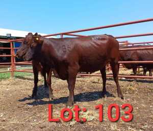 2X Red cattle Heifer 1885 4203/1885 4284 Jaras (PTY) LTD.