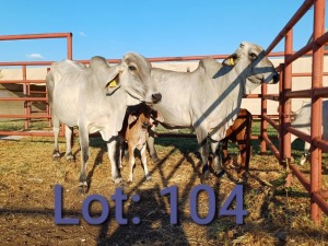 2+2X Brahman Cows & calfs 1352 0504/1352 0259 Sandveld Beef Station