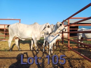 2+2X Brahman Cows & calfs 1352 0536/1783 2749 Sandveld Beef Station