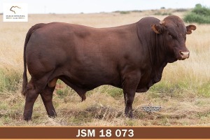 LOT 7 - JSM 180073 SP - MARAIS BONSMARAS