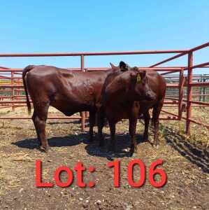 2X Red cattle Heifer 1885 4163/1885 4217 Jaras (PTY) LTD.