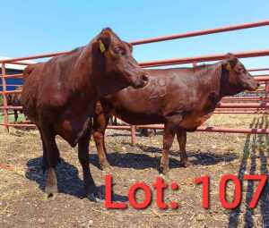 2X Red cattle Heifer 1885 4287/1885 4274 Jaras (PTY) LTD.