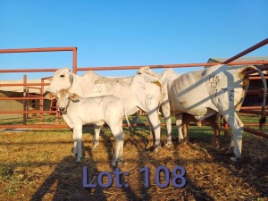 2+2X Brahman Cows & calfs 1297 2495/1793 1030 Sandveld Beef Station