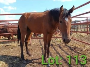 1X Arabian/Tswaana Horse Mare Pregnant Japhata Kuhanga