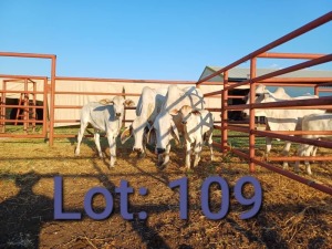 2+2X Brahman Cows & calfs 1836 0119/1646 3377 Sandveld Beef Station