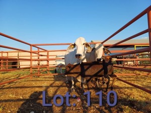 2X Brahman Cows & calfs 1507 6804/1580 4795 Sandveld Beef Station