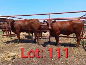 2X Red cattle Heifer 1885 4313/1887 2029 Jaras (PTY) LTD.