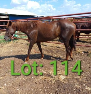 1X Arabian/Tswaana Horse Mare Pregnant Japhata Kuhanga