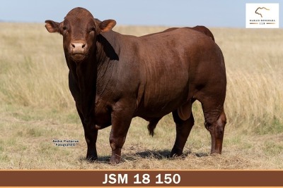 LOT 8 - JSM 180150 SP - MARAIS BONSMARAS