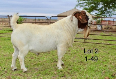 1X BOER GOAT STUD BUCK SAKKIE EN NICKY NELL BOERBOKKE