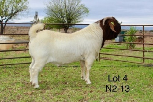 1X BOER GOAT FLOCK ON COLOUR BUCK SAKKIE EN NICKY NELL BOERBOKKE