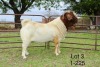 1X BOER GOAT FLOCK BUCK SAKKIE EN NICKY NELL BOERBOKKE