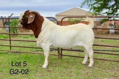 1X BOER GOAT STUD BUCK SAKKIE EN NICKY NELL BOERBOKKE