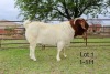 1X BOER GOAT FLOCK BUCK SAKKIE EN NICKY NELL BOERBOKKE