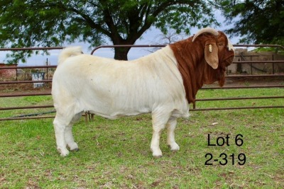 1X BOER GOAT STUD BUCK SAKKIE EN NICKY NELL BOERBOKKE