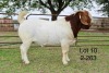 1X BOER GOAT FLOCK BUCK SAKKIE EN NICKY NELL BOERBOKKE