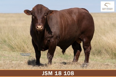 LOT 13 - JSM 180108 SP - MARAIS BONSMARAS