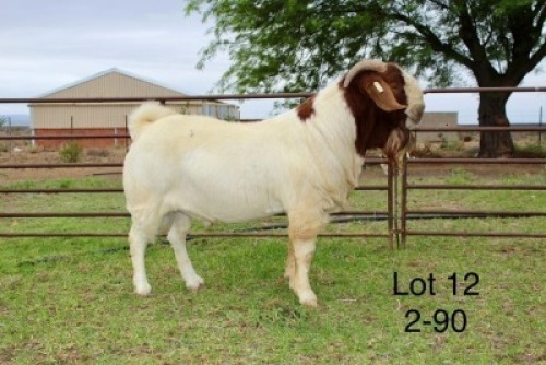 1X BOER GOAT FLOCK BUCK SAKKIE EN NICKY NELL BOERBOKKE
