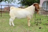 1X BOER GOAT STUD BUCK SAKKIE EN NICKY NELL BOERBOKKE