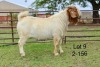 1X BOER GOAT STUD BUCK SAKKIE EN NICKY NELL BOERBOKKE